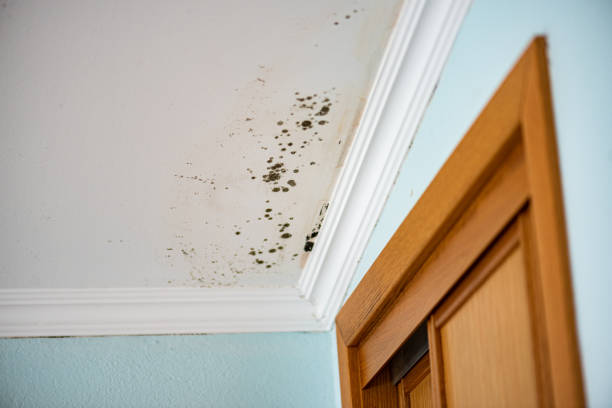 Professional Mold Remediation in North Charleston, SC