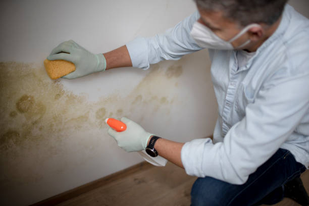 Best Emergency Mold Remediation in North Charleston, SC