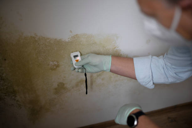 Best Insurance-Related Mold Remediation in North Charleston, SC