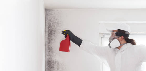 Best Industrial Mold Remediation in North Charleston, SC