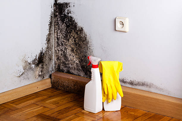 Best Black Mold Remediation in North Charleston, SC