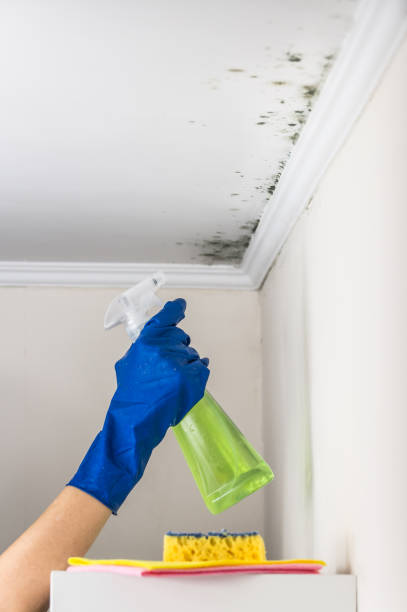 Professional Mold Remediation in North Charleston, SC